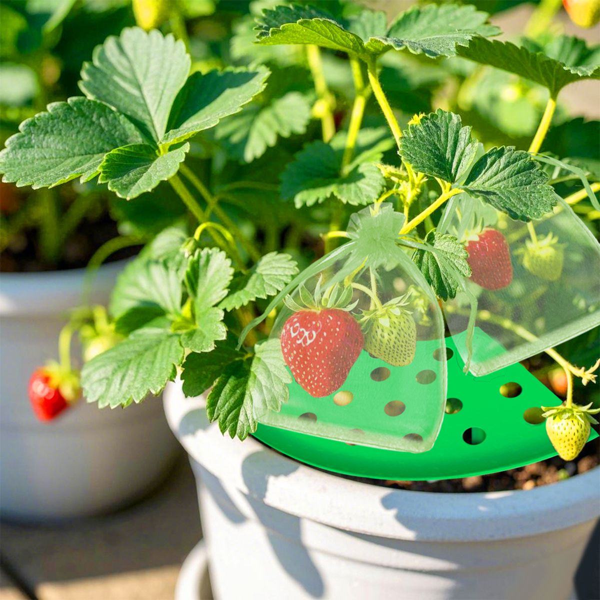 Strawberry Growing Support and Mesh Bag Kit